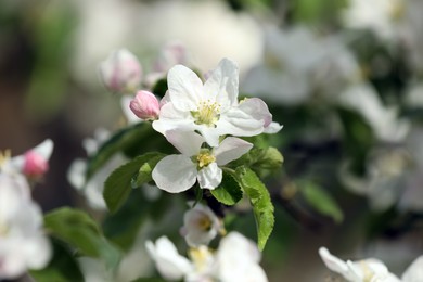 Closeup view of blossoming quince tree outdoors