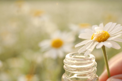 Woman holding chamomile flower with drop of oil near glass bottle outdoors, closeup. Space for text
