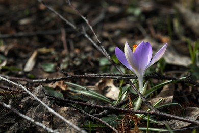 Photo of Beautiful crocus flower growing outdoors, closeup. Space for text