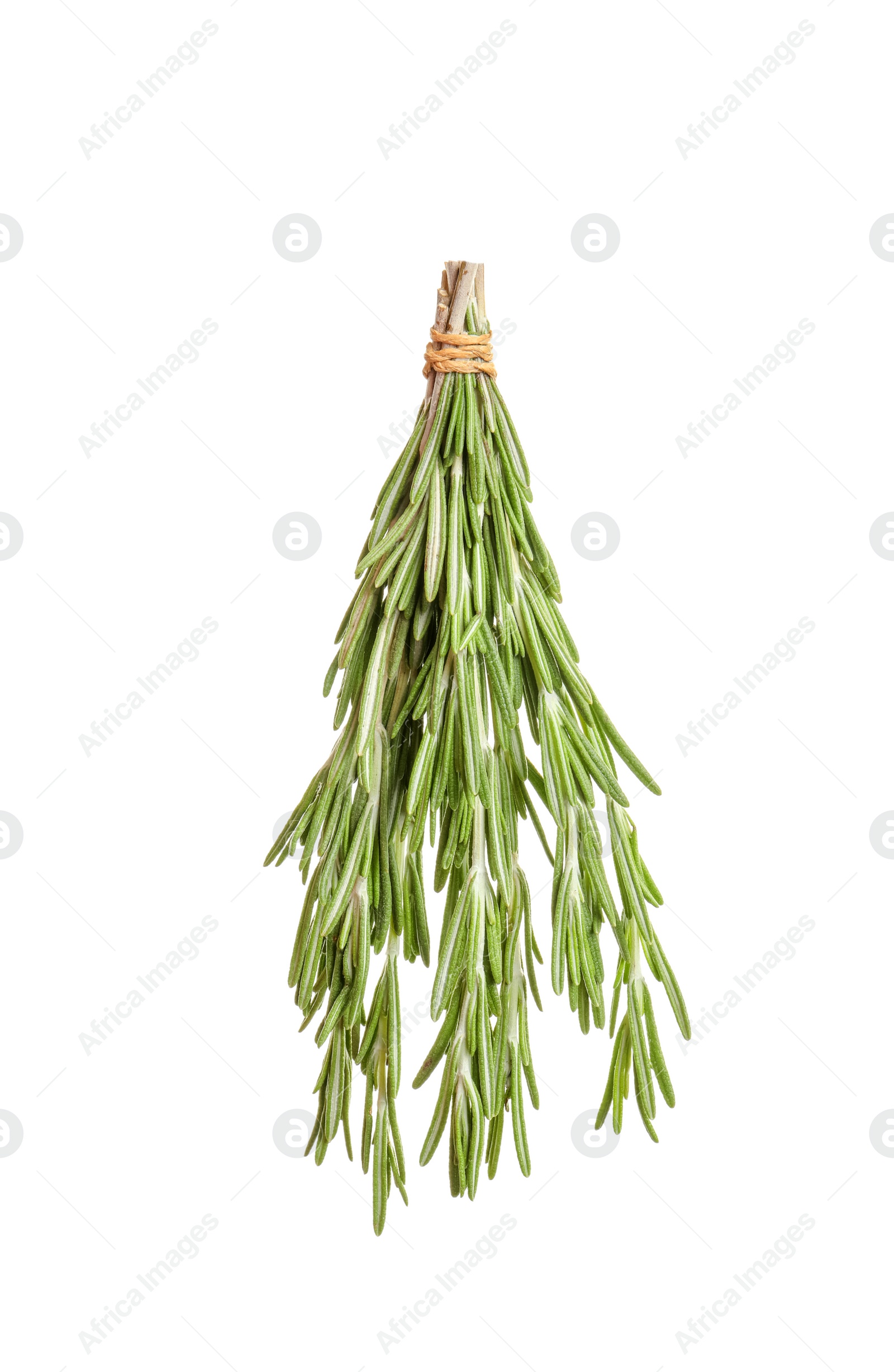 Photo of Fresh rosemary twigs hanging on white background