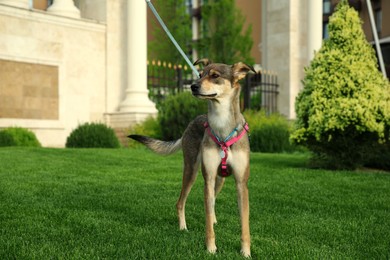 Adorable dog with leash on green grass outdoors