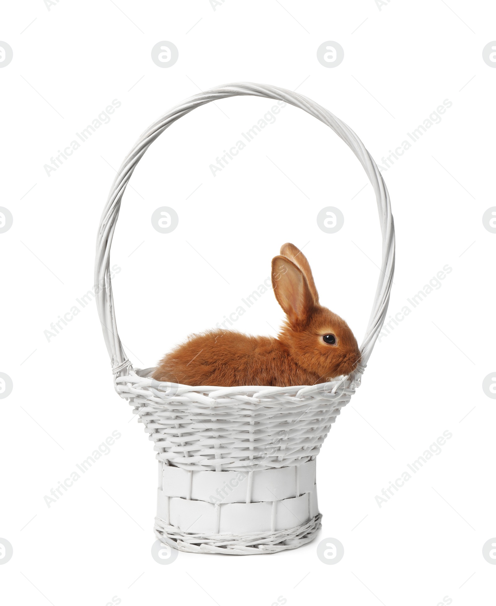 Photo of Basket with adorable bunny on white background