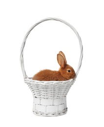 Photo of Basket with adorable bunny on white background