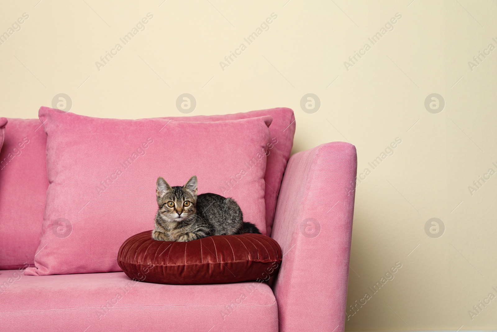 Photo of Grey tabby cat lying on pink sofa against beige wall, space for text. Adorable pet