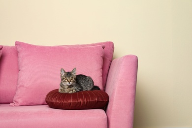 Grey tabby cat lying on pink sofa against beige wall, space for text. Adorable pet