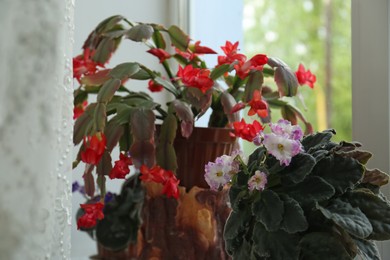 Beautiful blossoming crab cactus and violet near window