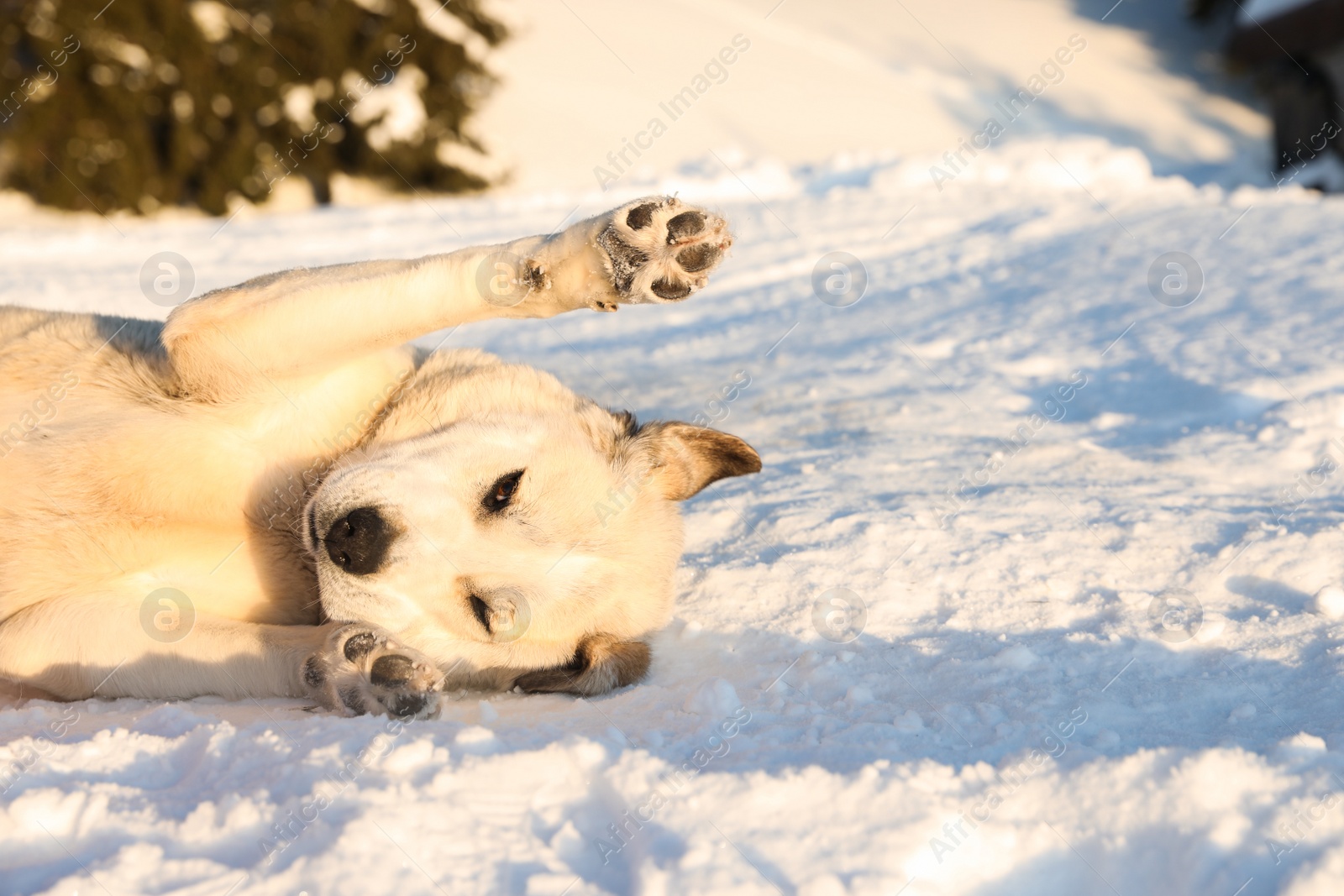 Photo of Cute dog outdoors on snowy winter day. Funny pet