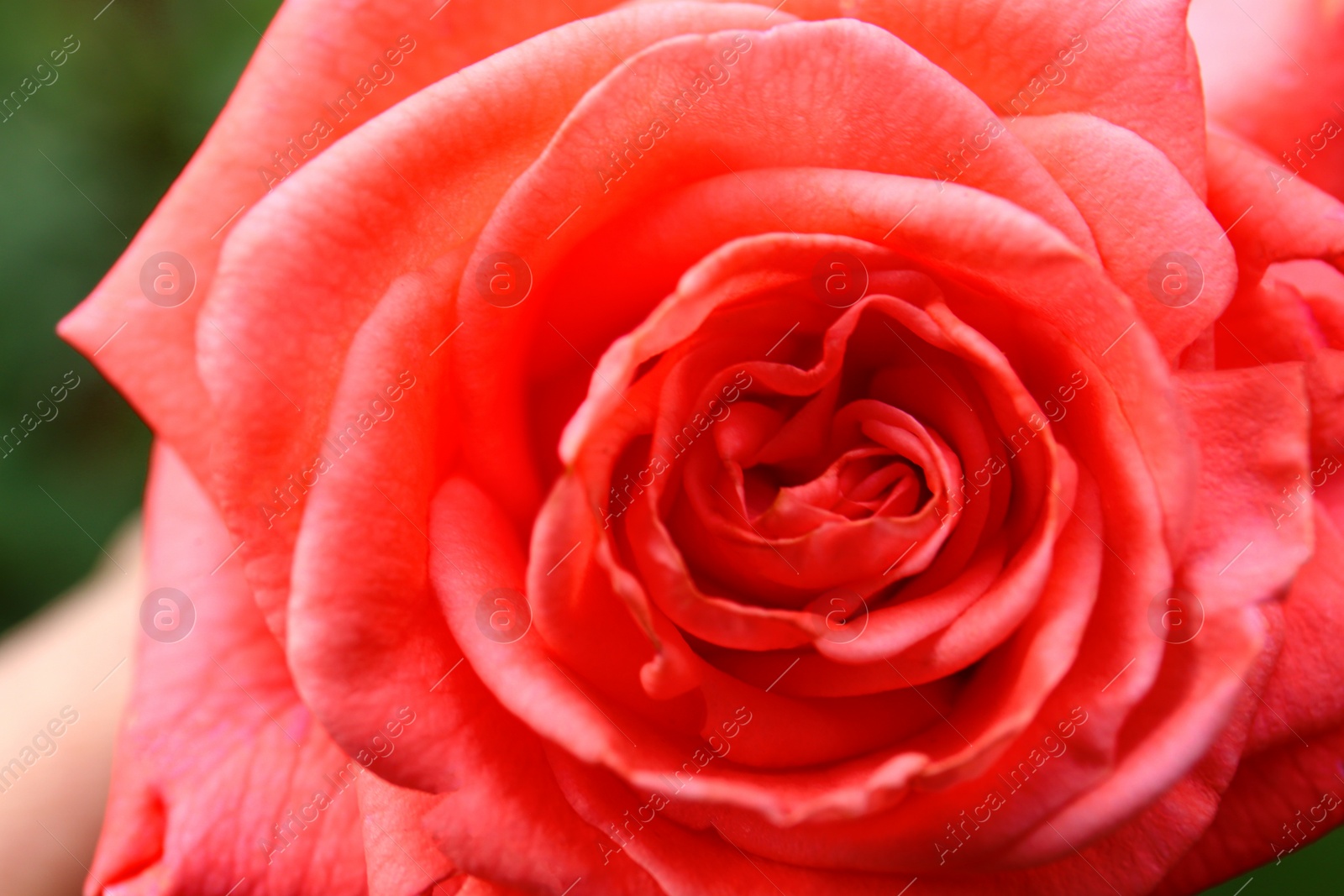 Photo of Closeup view of beautiful blooming rose in garden