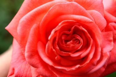 Photo of Closeup view of beautiful blooming rose in garden