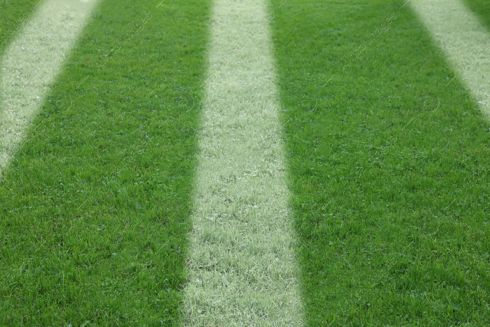 Image of Green grass with white markings, closeup view