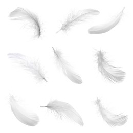 Image of Light feathers isolated on white, collection. Plumage
