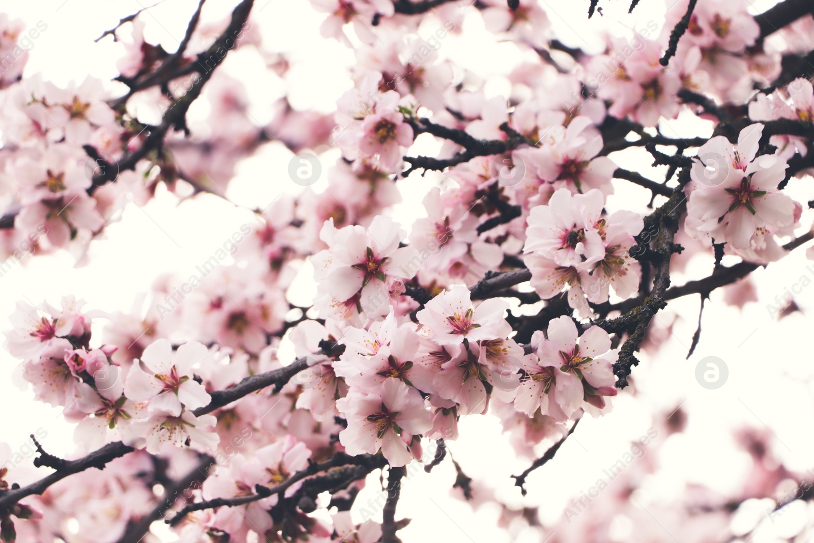 Photo of Delicate spring pink cherry blossoms on tree outdoors, closeup