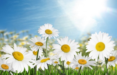 Image of Beautiful chamomile flowers outdoors on sunny day. Springtime 