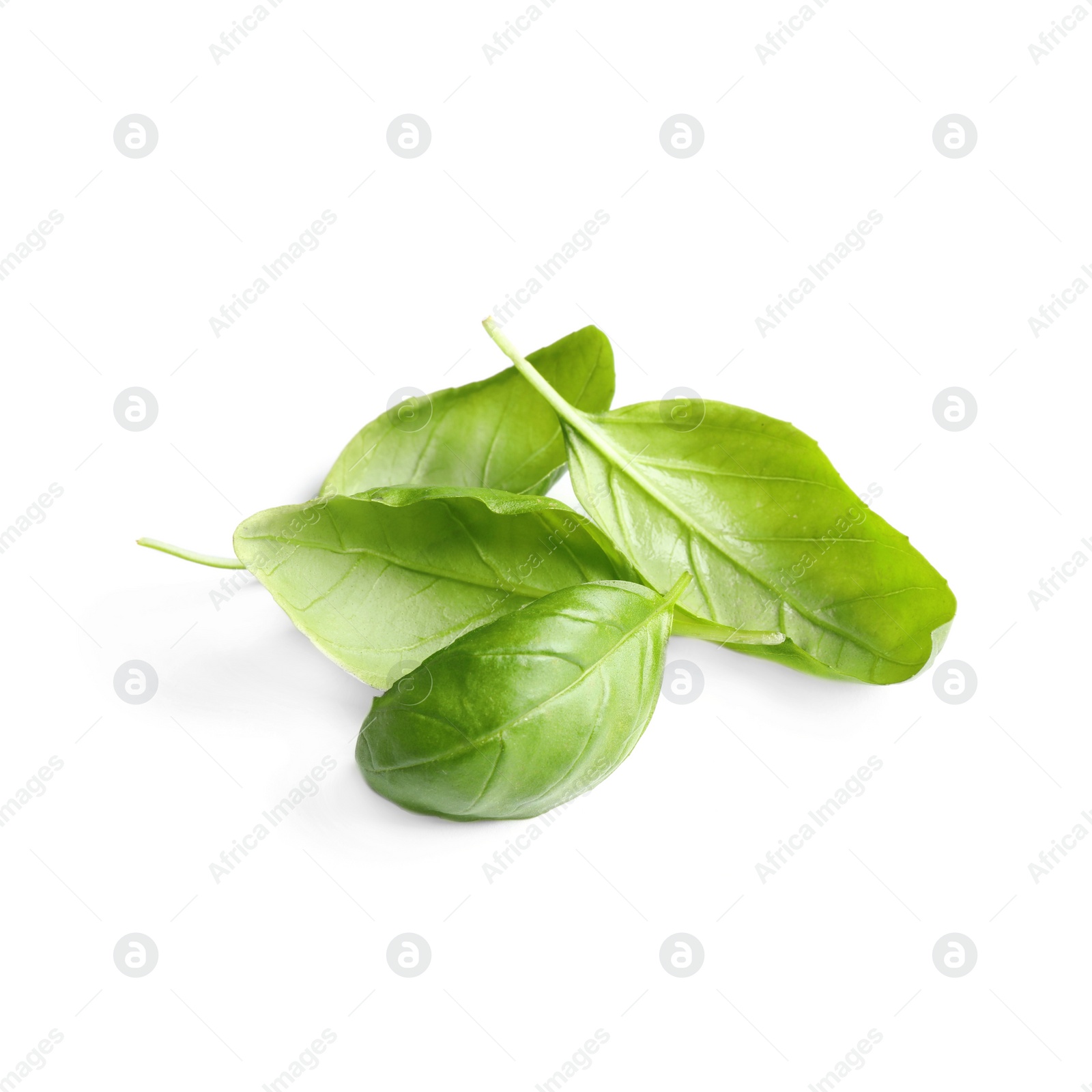 Photo of Fresh green basil leaves isolated on white