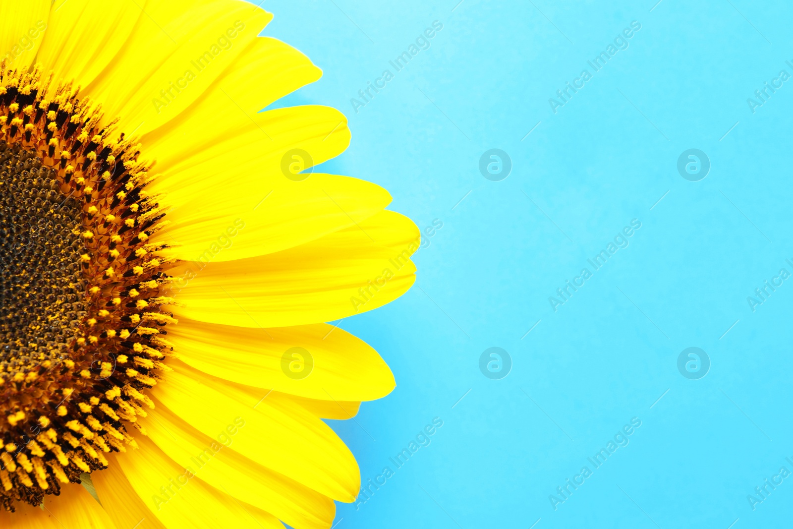 Photo of Beautiful bright sunflower on color background, top view