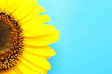 Photo of Beautiful bright sunflower on color background, top view