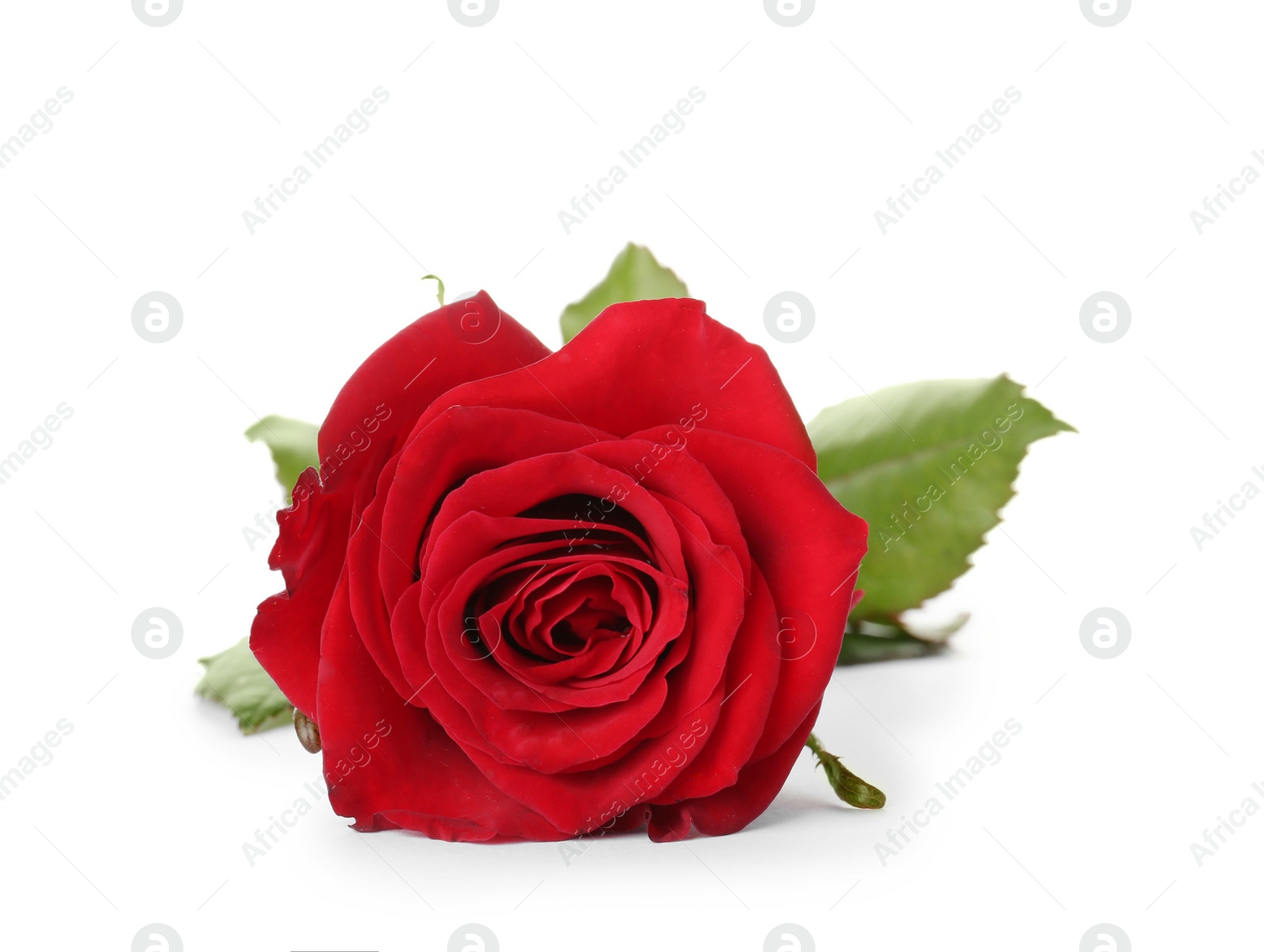 Photo of Beautiful red rose on white background. Funeral symbol