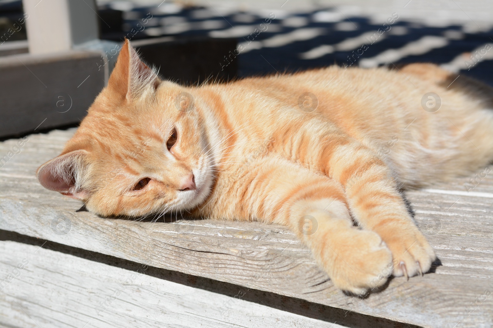 Photo of Lonely stray cat outdoors on sunny day. Homeless pet