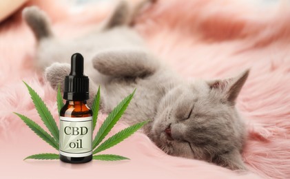 Image of Bottle of CBD oil and cute cat sleeping on furry blanket