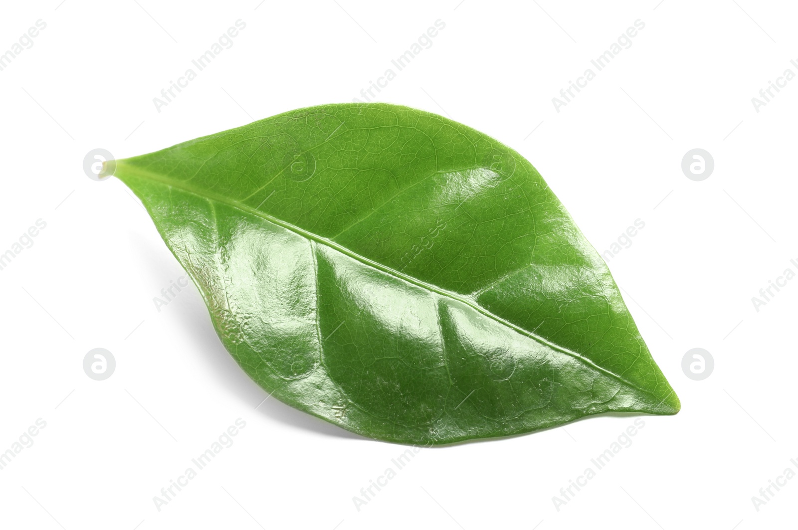 Photo of Fresh green leaf of coffee plant on white background