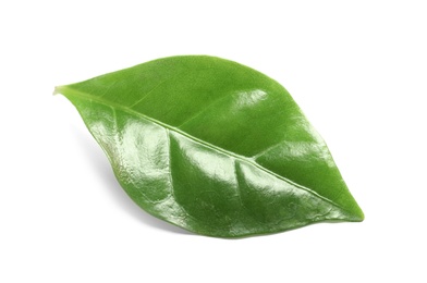 Photo of Fresh green leaf of coffee plant on white background