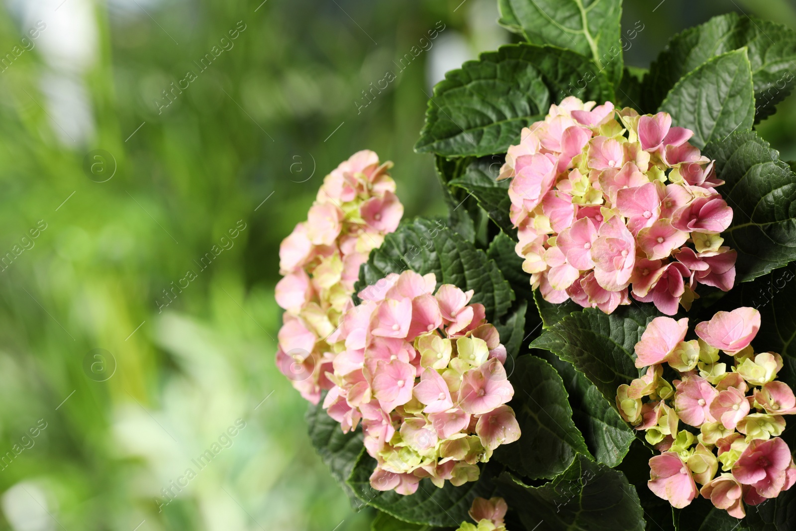 Photo of Hortensia plant with beautiful flowers outdoors, closeup. Space for text