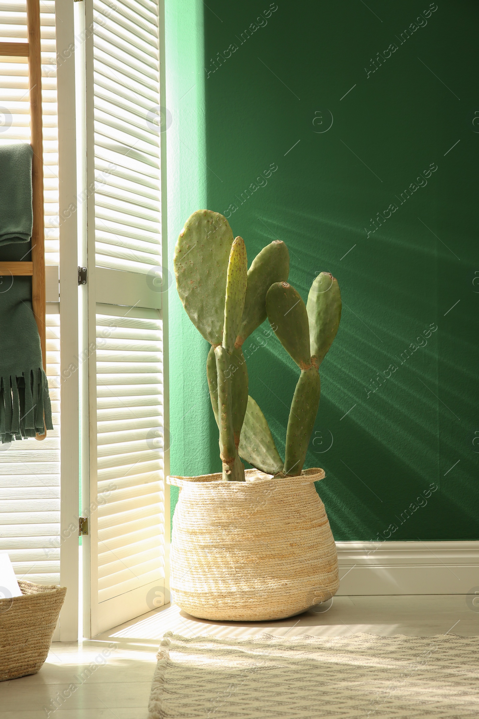 Photo of Potted cactus near green wall in room