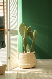 Potted cactus near green wall in room