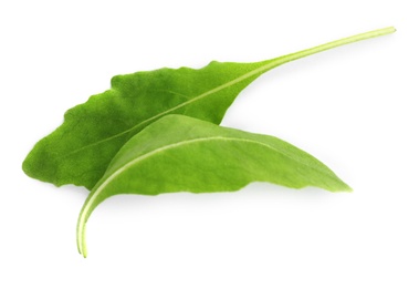 Photo of Fresh green arugula leaves on white background