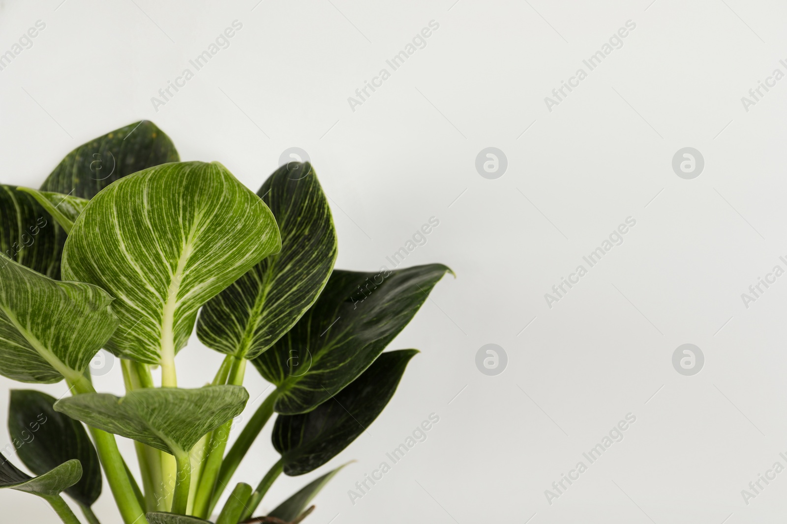 Photo of Beautiful philodendron plant on white background, space for text. House decor
