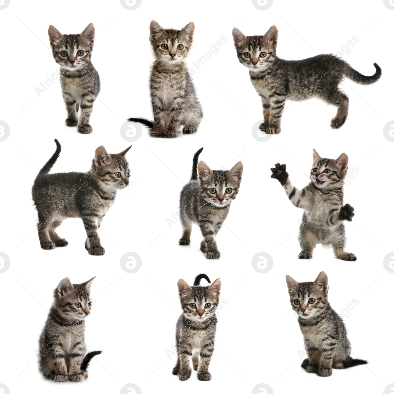 Image of Adorable tabby kittens on white background, collage 