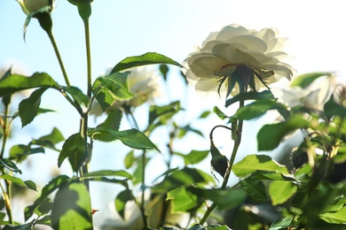 Green bush with beautiful roses in blooming garden on sunny day