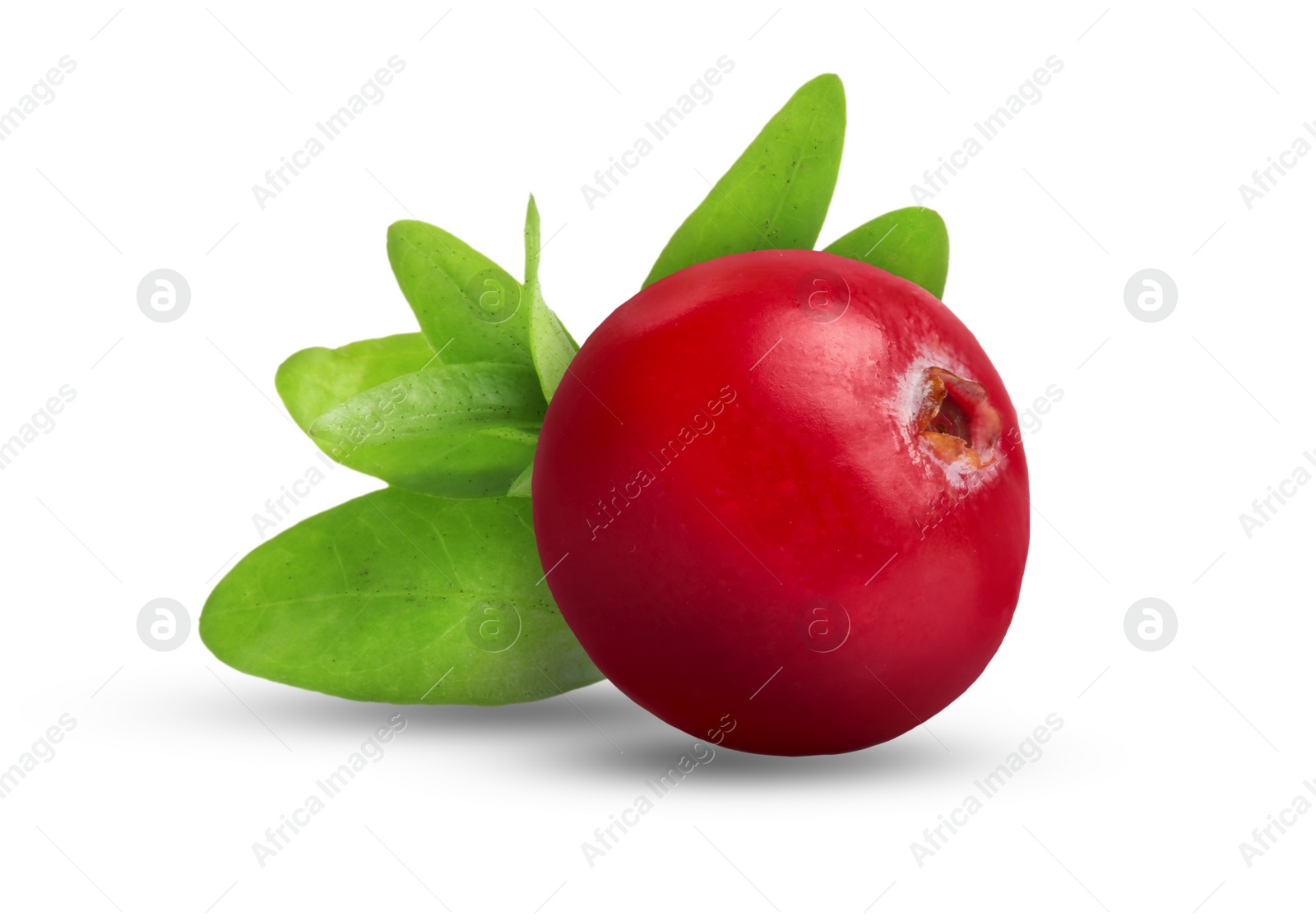 Image of One fresh ripe cranberry with leaves isolated on white