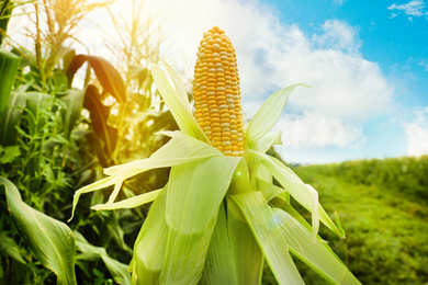 Ripe corn cob near sunlit field under blue sky with clouds