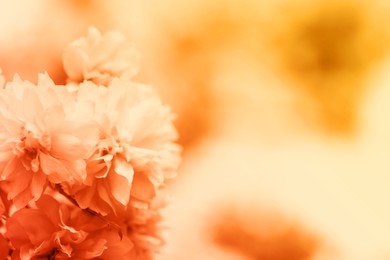 Beautiful blossom on blurred background, closeup. Toned in orange