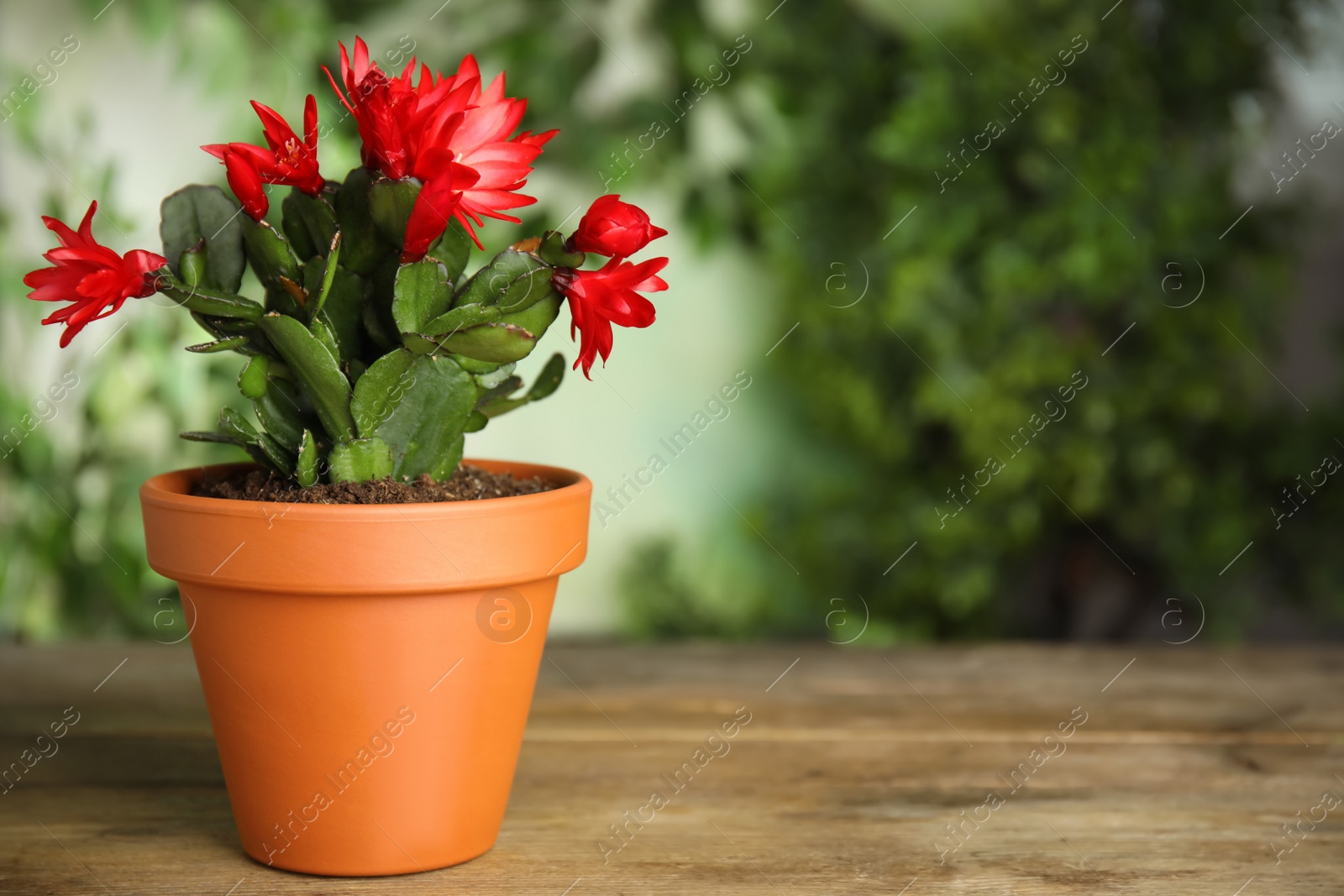 Photo of Beautiful blooming Schlumbergera (Christmas or Thanksgiving cactus) in pot on wooden table. Space for text