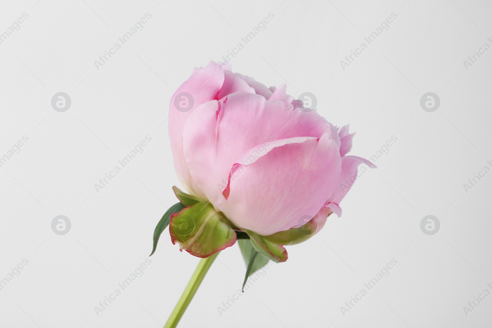 Photo of Beautiful pink peony flower on white background