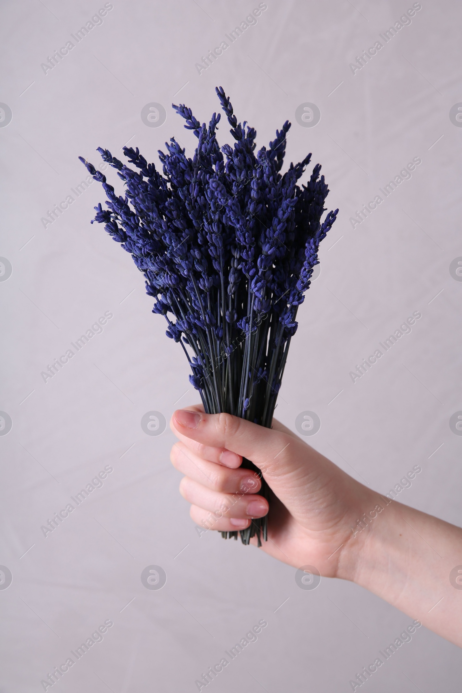 Photo of Woman holding bouquet of beautiful preserved lavender flowers on beige background, closeup