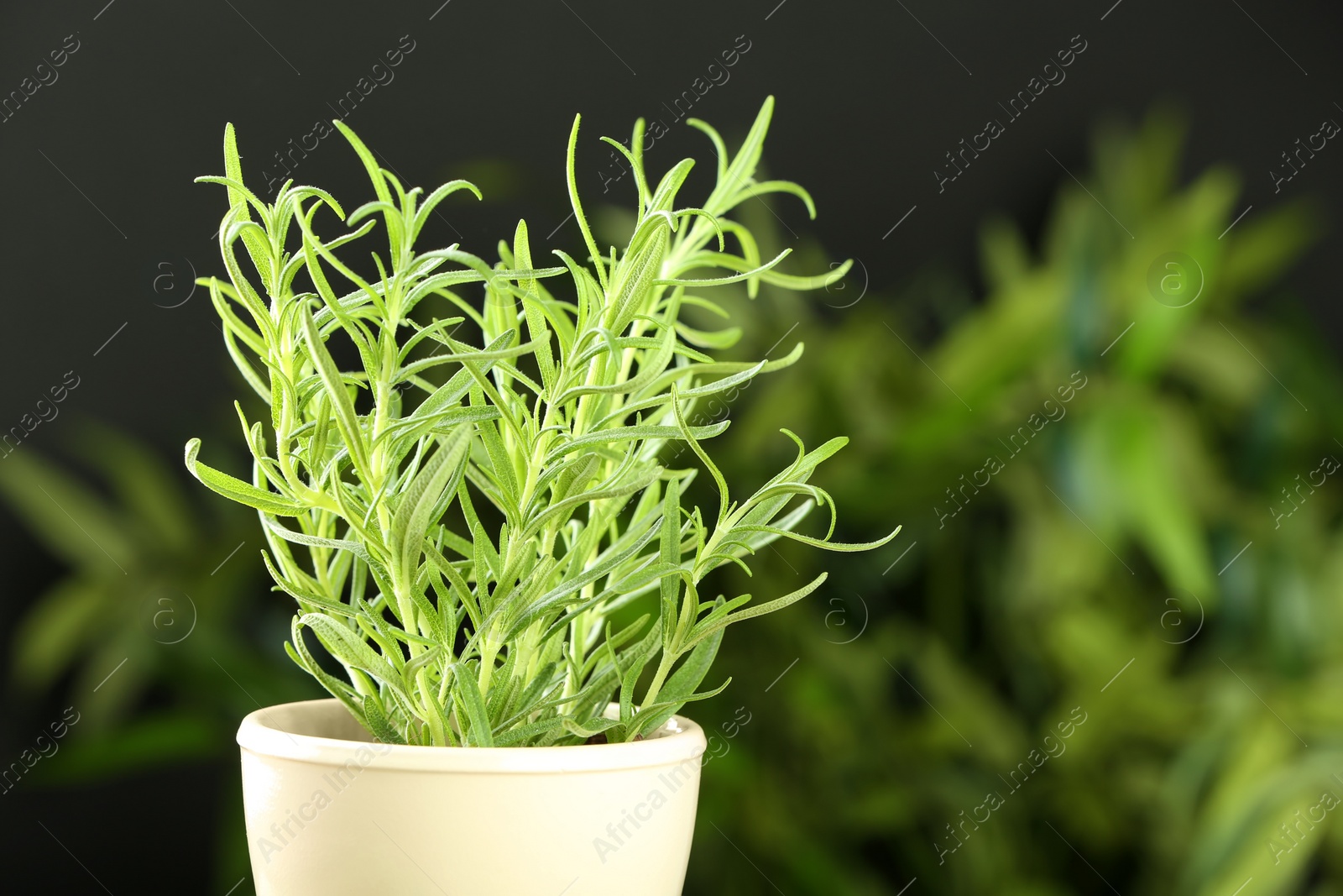 Photo of Pot with fresh rosemary against blurred background