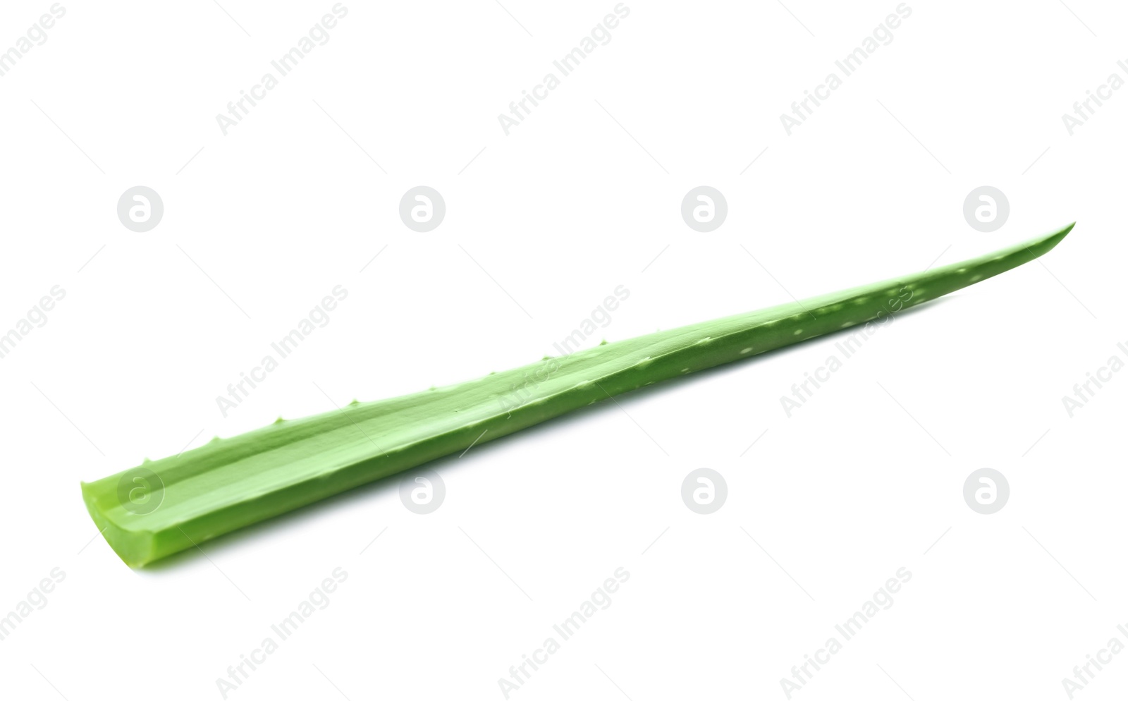 Photo of Aloe vera leaf on white background