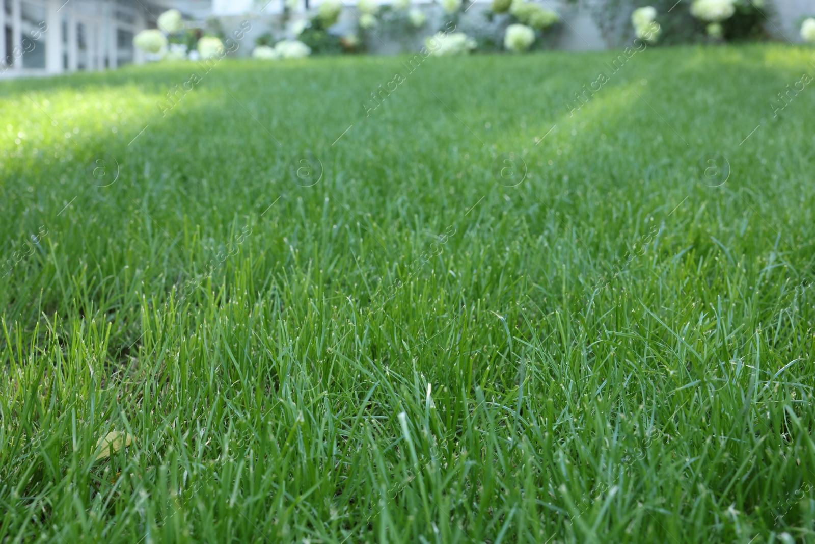 Photo of Fresh green grass growing outdoors on summer day