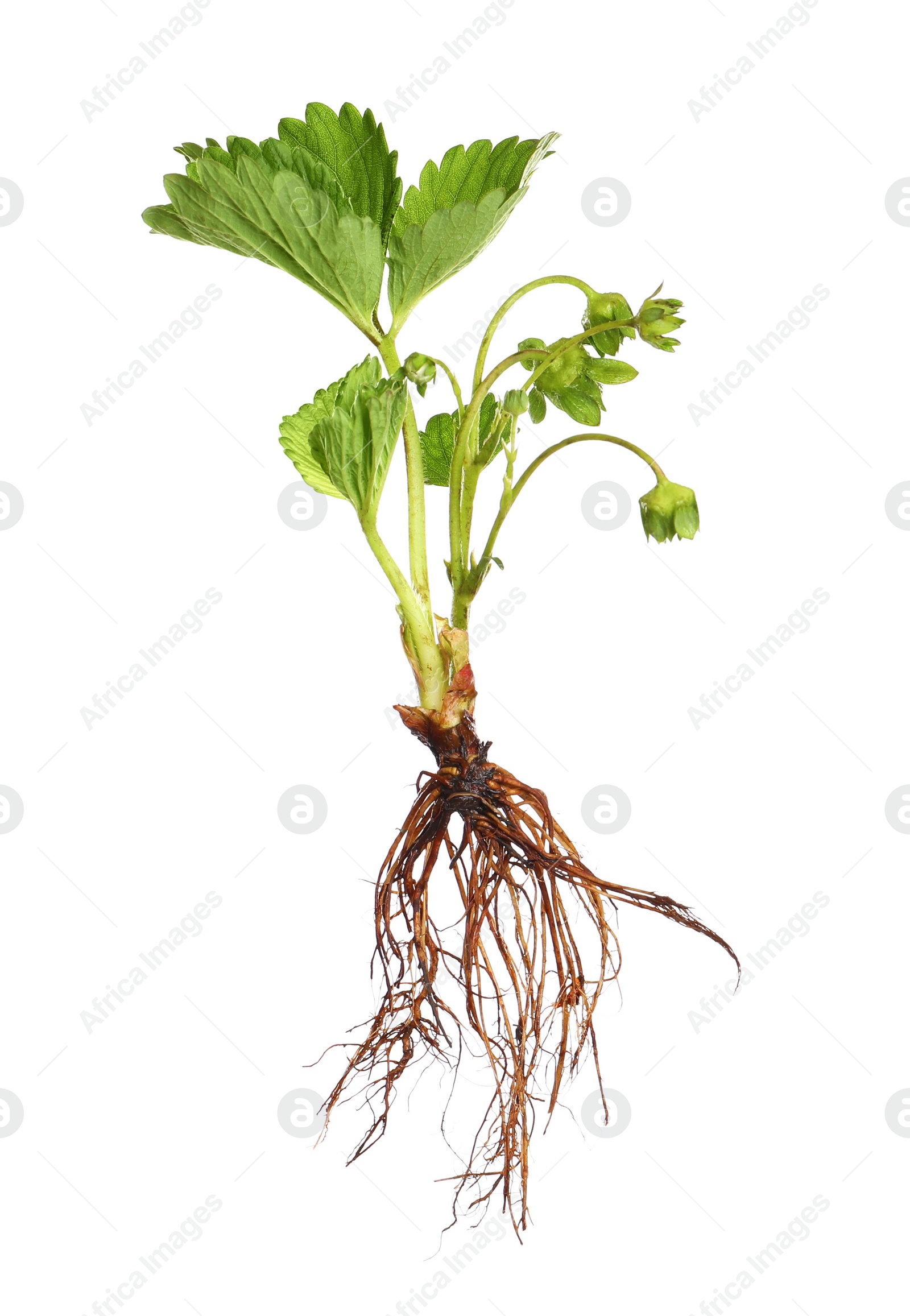 Photo of Strawberry seedling with leaves isolated on white