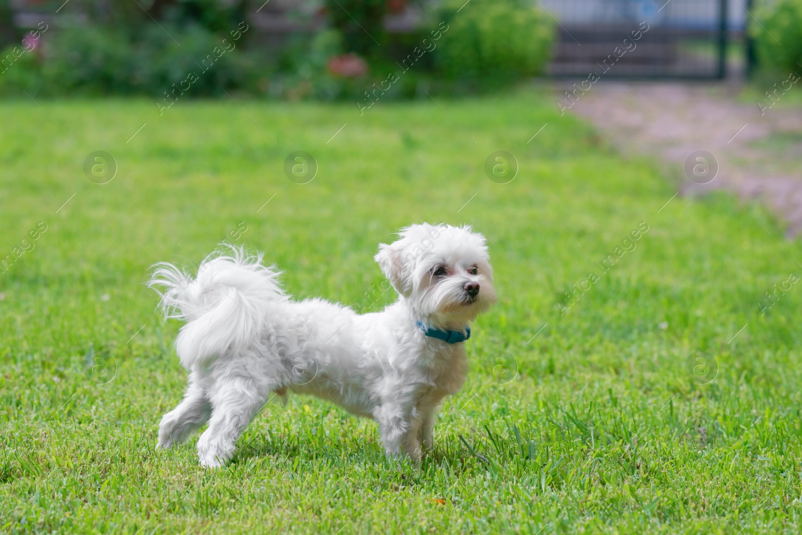 Photo of Cute little Maltese dog walking on green grass