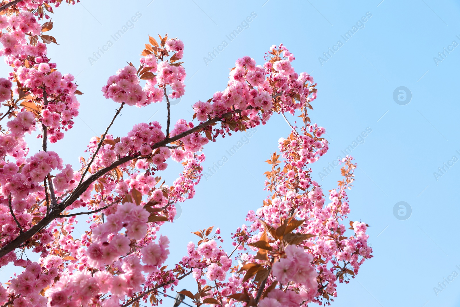 Photo of Beautiful blossoming sakura tree against blue sky, closeup