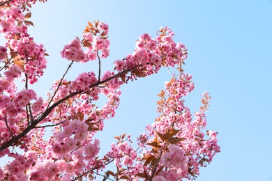 Beautiful blossoming sakura tree against blue sky, closeup