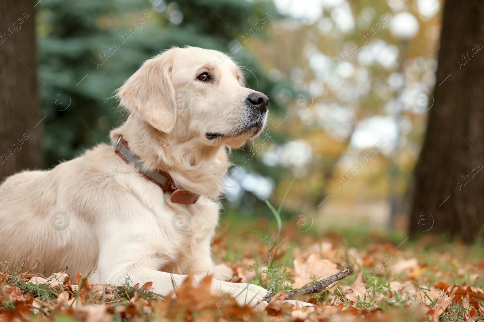 Photo of Funny Labrador Retriever in beautiful autumn park