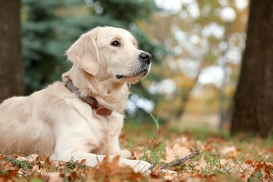 Photo of Funny Labrador Retriever in beautiful autumn park