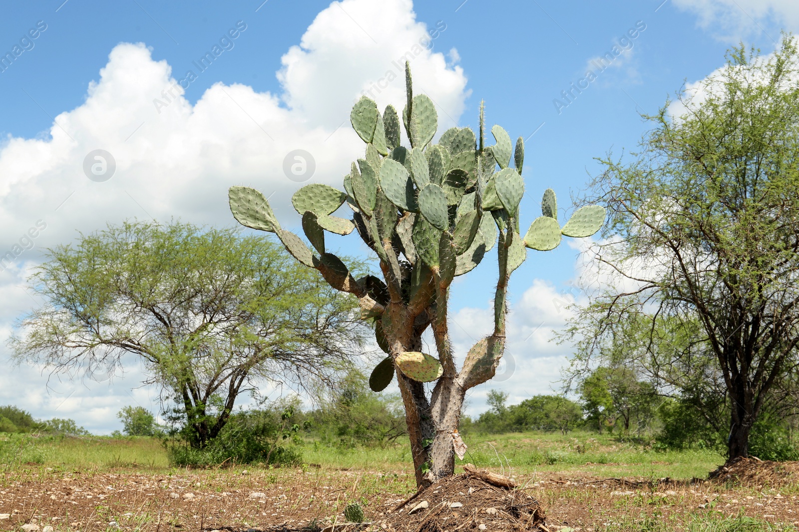 Photo of Beautiful green prickly pear cactus growing outdoors