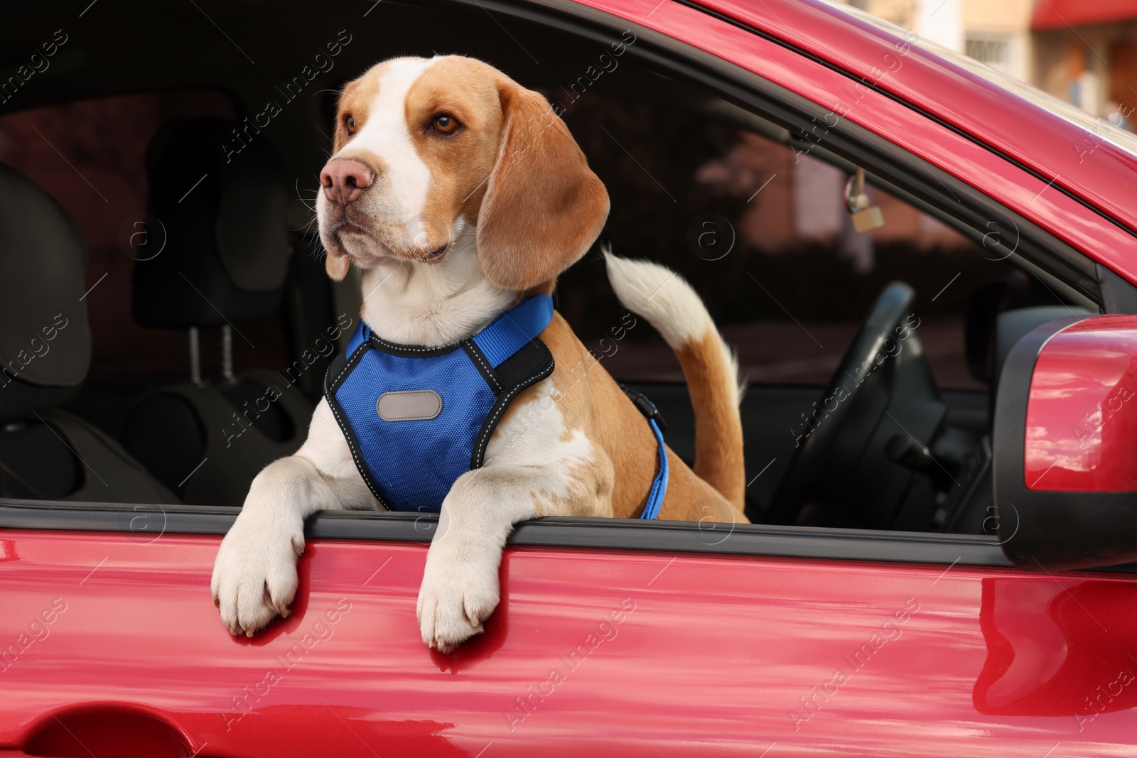 Photo of Cute Beagle dog peeking out car window