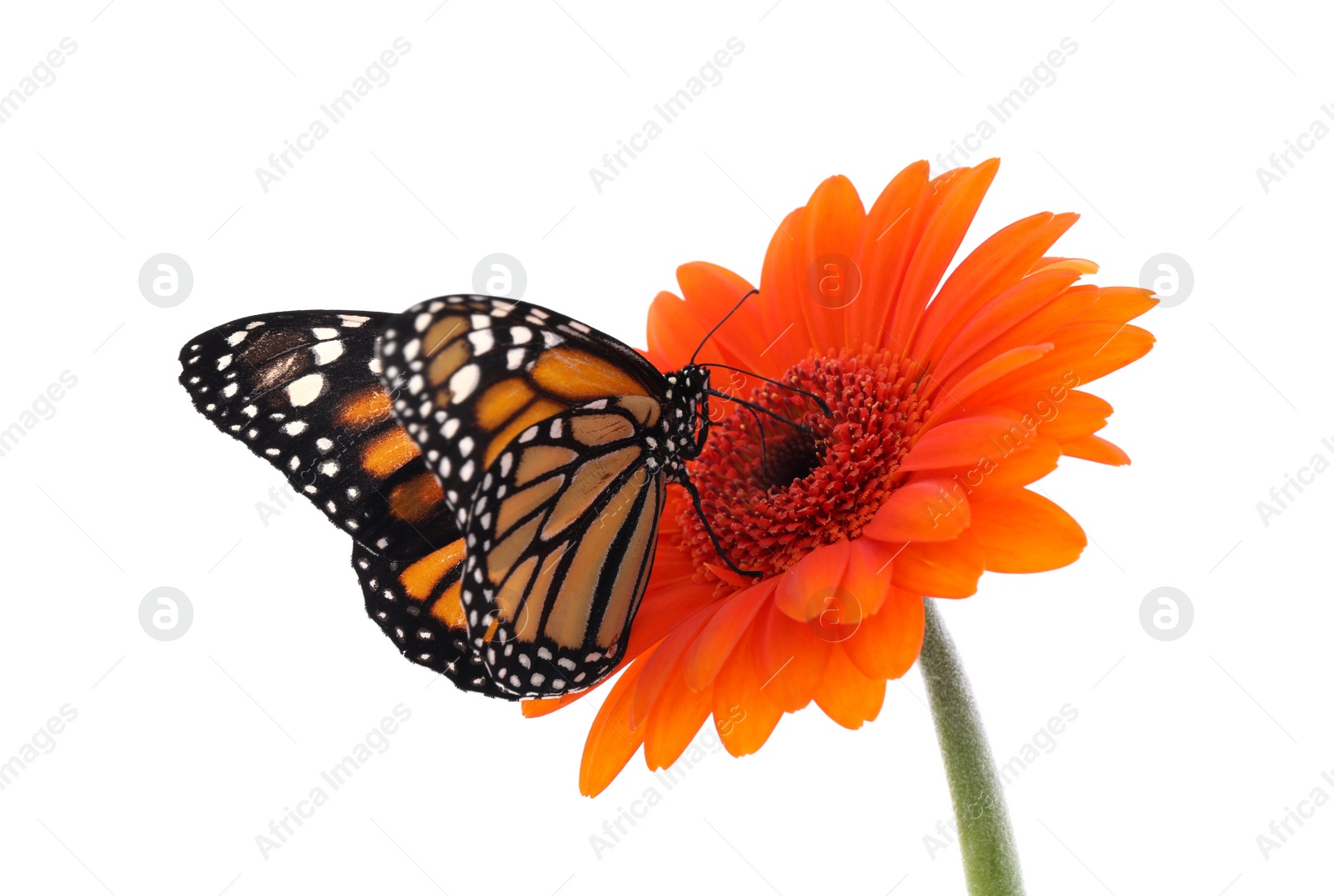 Photo of Flower with beautiful monarch butterfly isolated on white